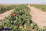 تهدید بیماریهای میکروبی جدی است ، سبزیجاتی که طعم فاضلاب میدهند